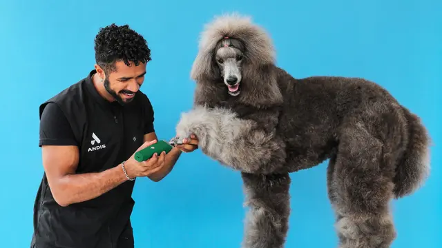 Hundfris&ouml;r trimmar en pudels tass med en gr&ouml;n Andis-klippmaskin