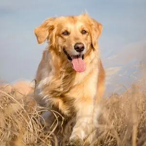 Saxpaket Golden retriever